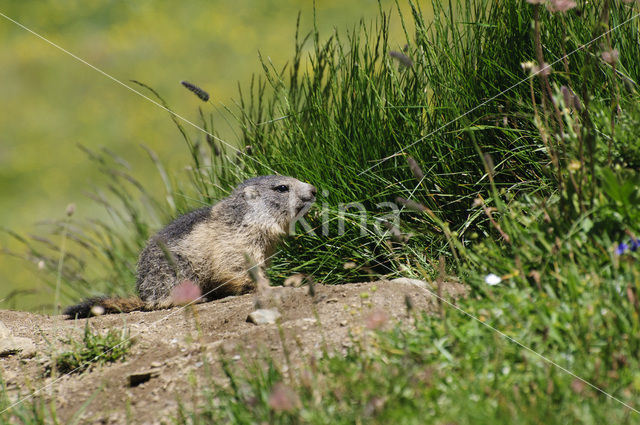 Alpine Marmot (Marmota marmota)