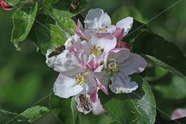 Apple (Malus domesticus)