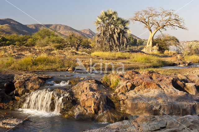 Baobab