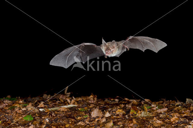 Bechstein’s Bat (Myotis bechsteinii)