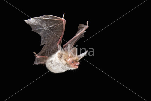 Bechstein’s Bat (Myotis bechsteinii)