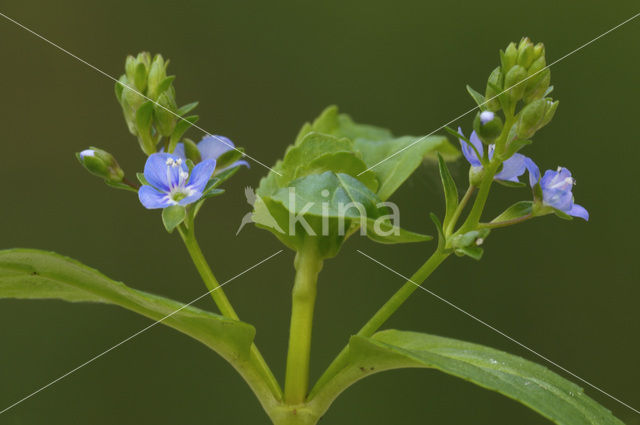 Beekpunge (Veronica beccabunga)