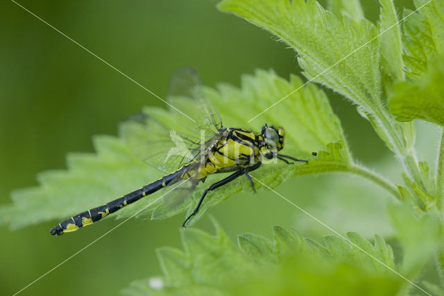 Beekrombout (Gomphus vulgatissimus)