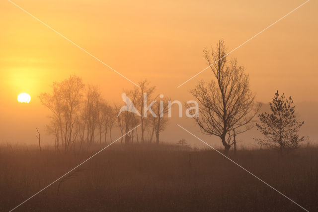 Berk (Betula)