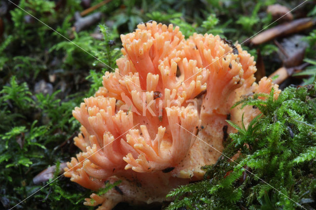 Beukekoraalzwam (Ramaria fagetorum)