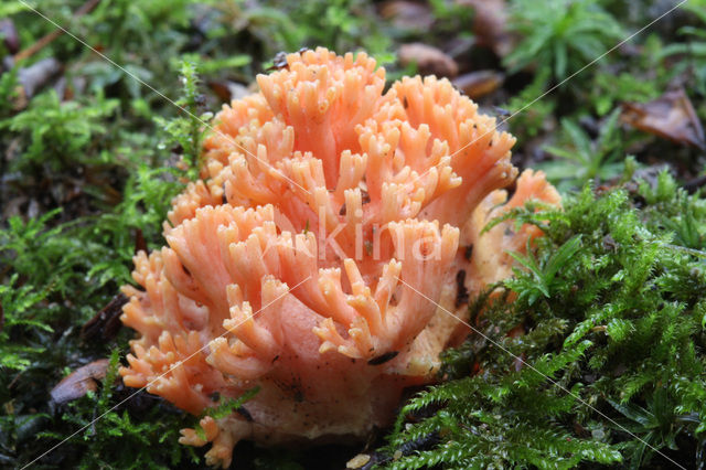 Beukekoraalzwam (Ramaria fagetorum)