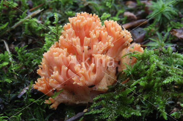 Ramaria fagetorum