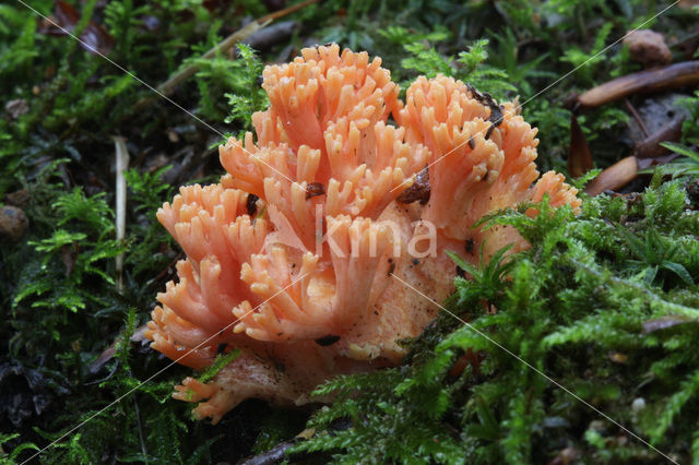 Beukekoraalzwam (Ramaria fagetorum)