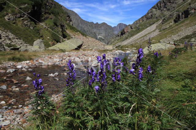 Blauwe monnikskap (Aconitum napellus)