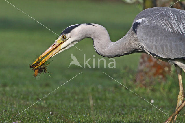 Grey Heron (Ardea cinerea)