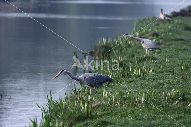 Blauwe Reiger (Ardea cinerea)