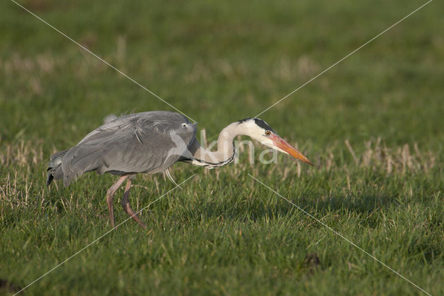 Blauwe Reiger (Ardea cinerea)