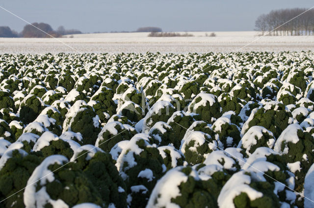 boerenkool (Brassica oleracea)