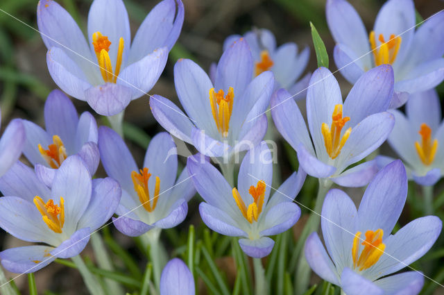 Boerenkrokus (Crocus tommasinianus)