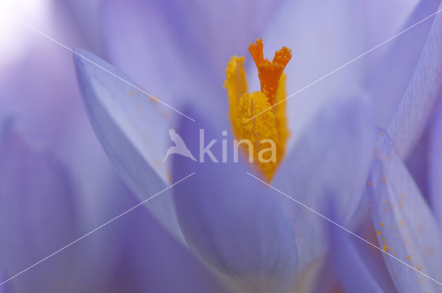 Early Crocus (Crocus tommasinianus)