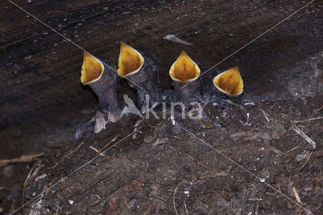 Barn Swallow (Hirundo rustica)