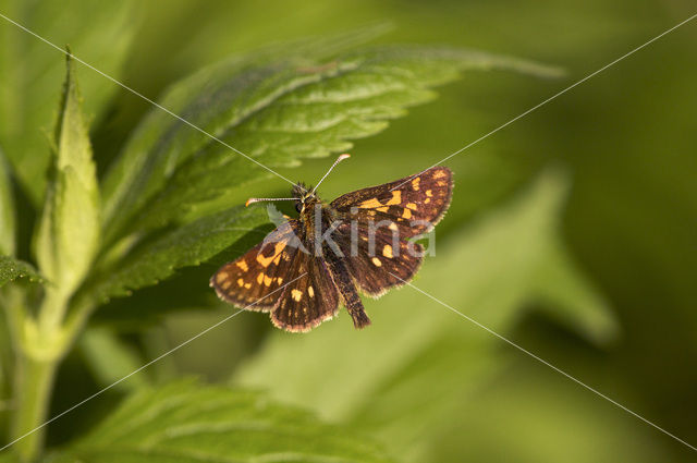 Chequered Skipper (Carterocephalus palaemon)