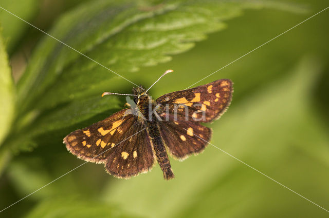 Chequered Skipper (Carterocephalus palaemon)