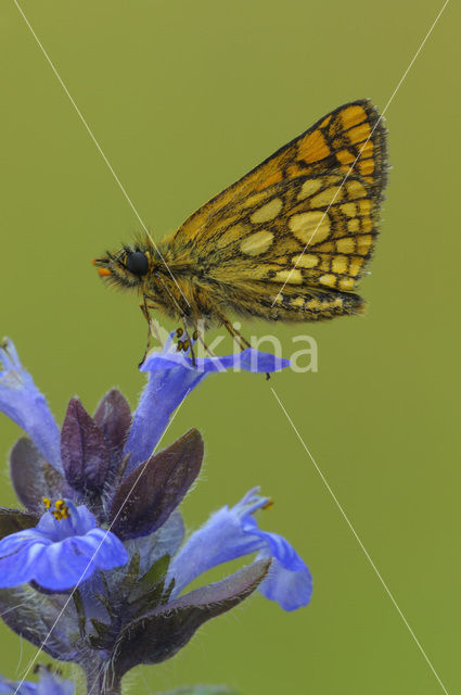 Chequered Skipper (Carterocephalus palaemon)