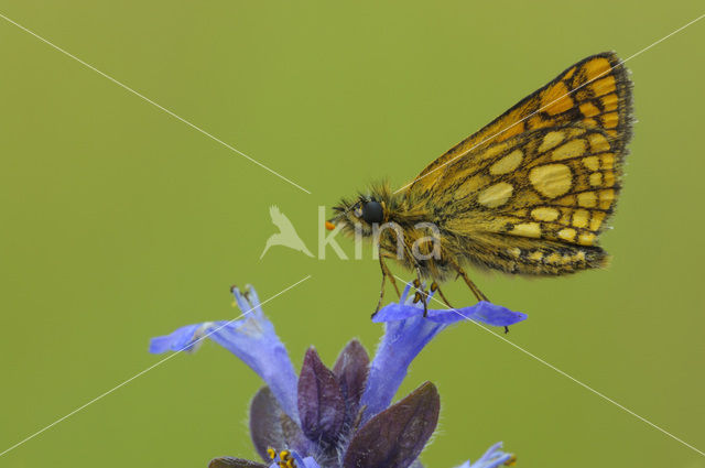 Bont dikkopje (Carterocephalus palaemon)