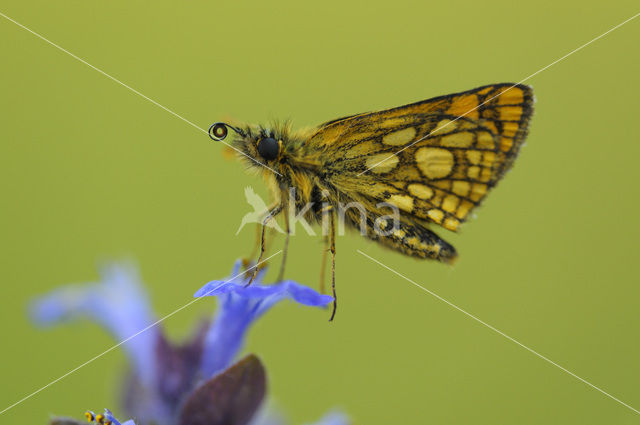 Bont dikkopje (Carterocephalus palaemon)