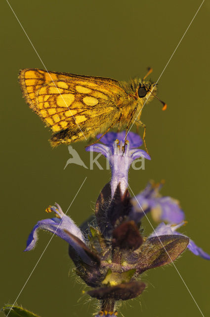 Bont dikkopje (Carterocephalus palaemon)