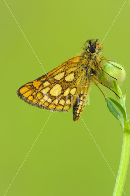 Bont dikkopje (Carterocephalus palaemon)