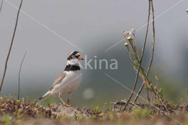 Bontbekplevier (Charadrius hiaticula)