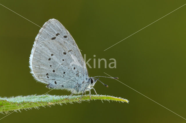 Boomblauwtje (Celastrina argiolus)