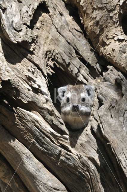 western tree hyrax (Dendrohyrax dorsalis)