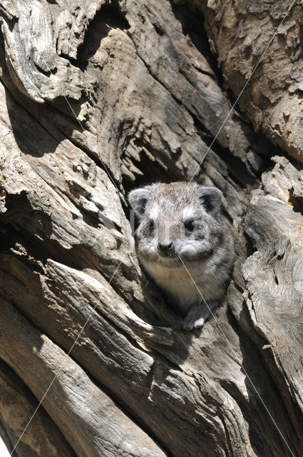 Boomklipdas (Dendrohyrax dorsalis)