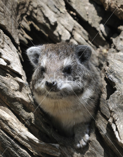 Boomklipdas (Dendrohyrax dorsalis)