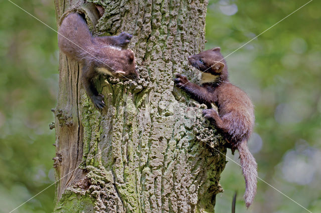 Pine Marten (Martes martes)