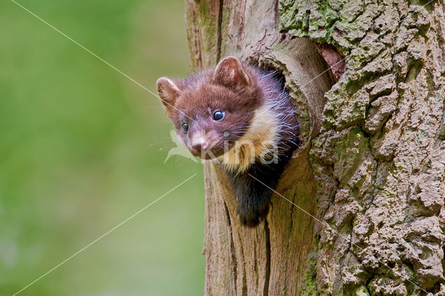 Pine Marten (Martes martes)