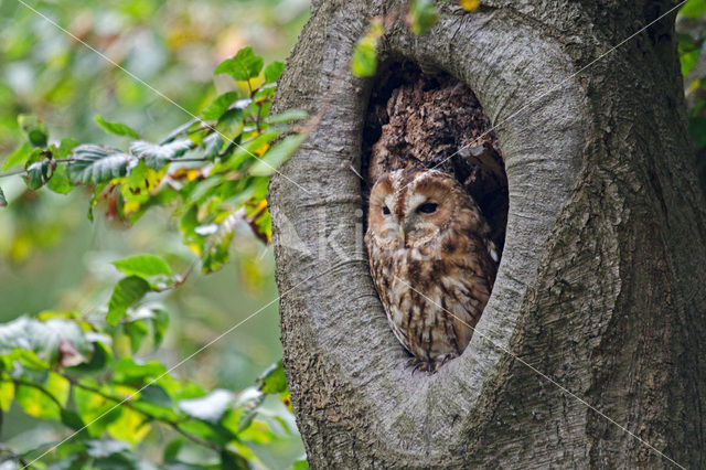 Bosuil (Strix aluco)