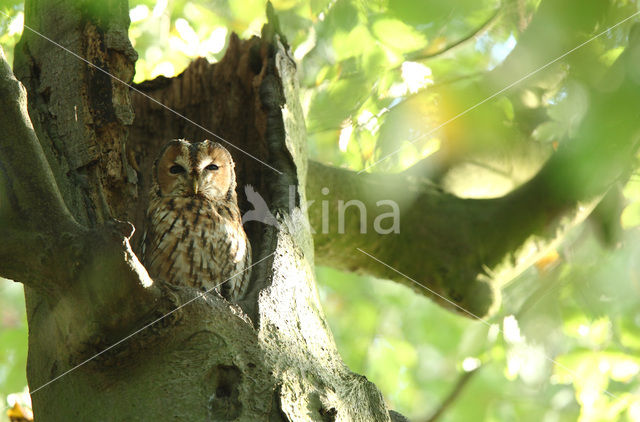 Bosuil (Strix aluco)