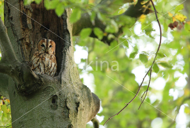 Bosuil (Strix aluco)