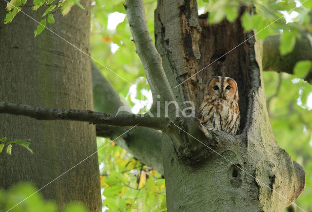 Bosuil (Strix aluco)