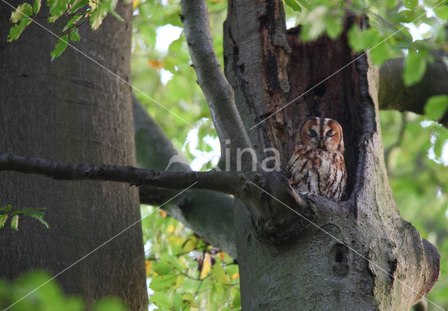 Bosuil (Strix aluco)