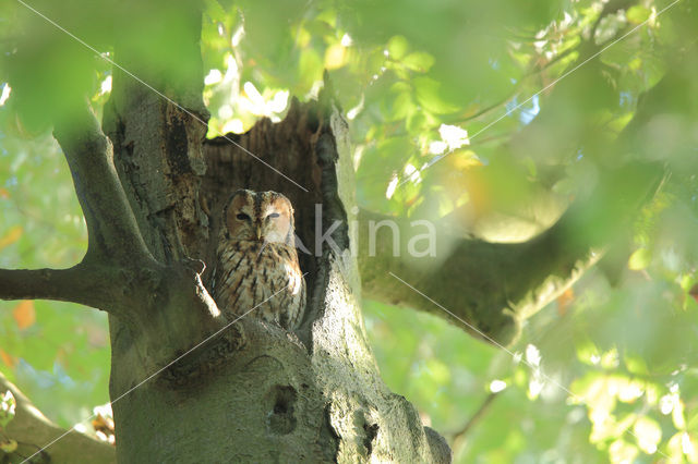 Bosuil (Strix aluco)