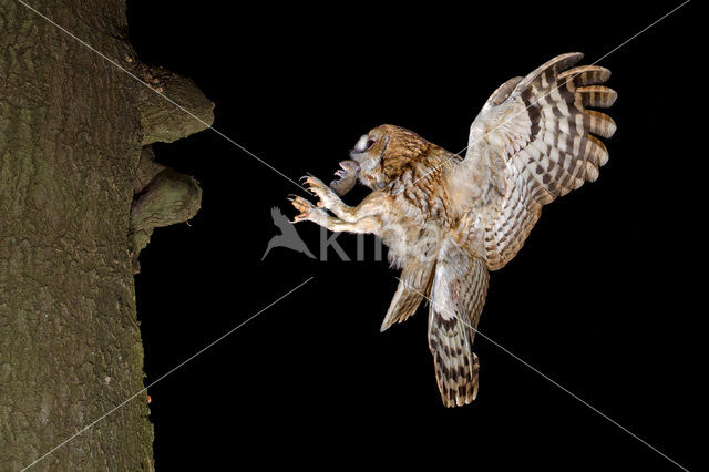 Tawny Owl (Strix aluco)