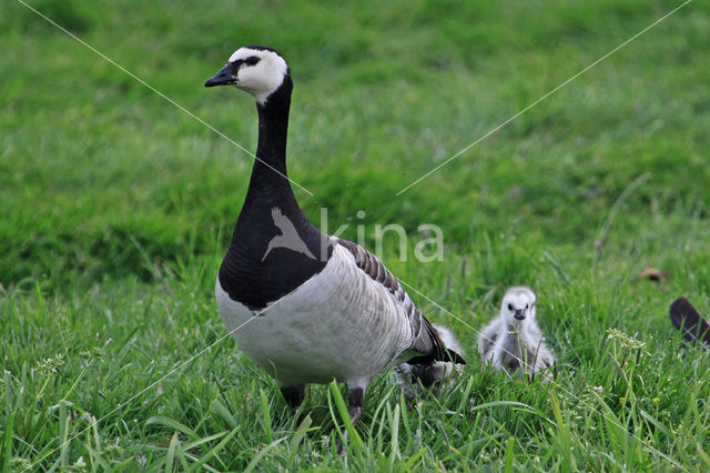 Brandgans (Branta leucopsis)