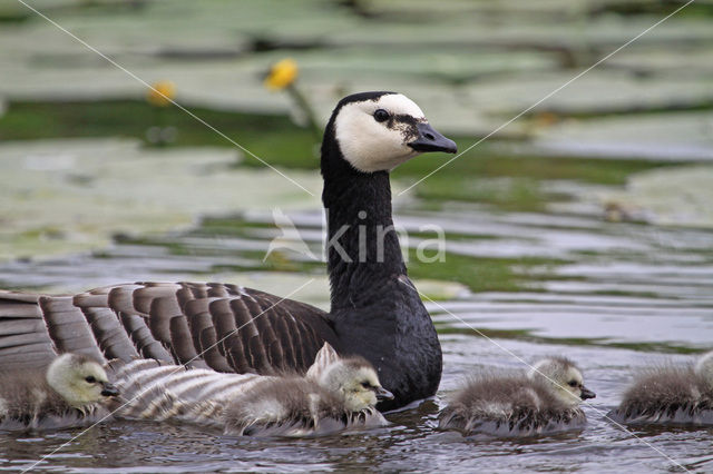 Brandgans (Branta leucopsis)