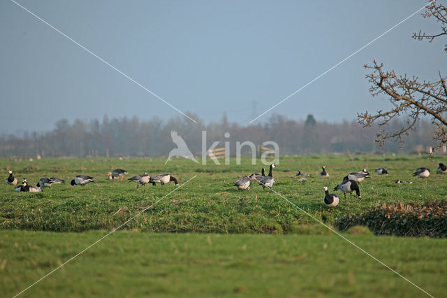 Brandgans (Branta leucopsis)