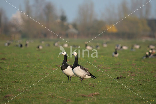 Brandgans (Branta leucopsis)