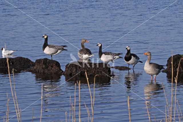 Brandgans (Branta leucopsis)