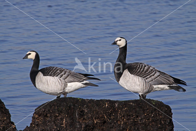 Brandgans (Branta leucopsis)