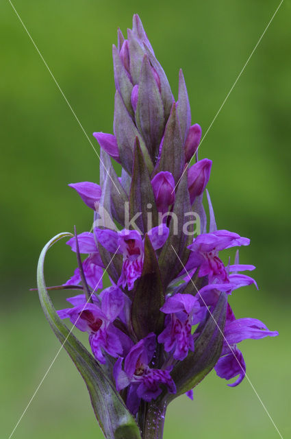 Broad-leaved Marsh-orchid (Dactylorhiza majalis ssp. majalis)