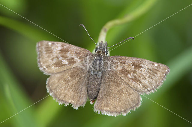 Bruin dikkopje (Erynnis tages)