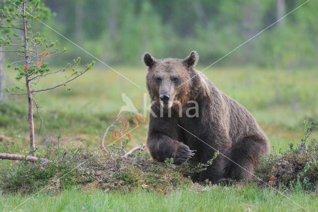 Bruine beer (Ursus arctos)